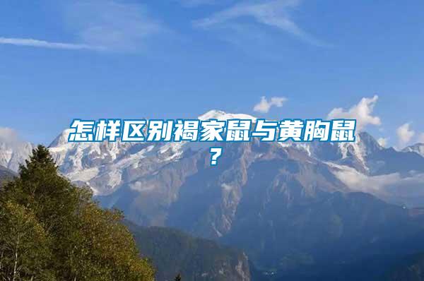 怎樣區(qū)別褐家鼠與黃胸鼠？