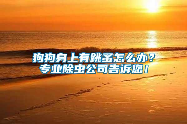 狗狗身上有跳蚤怎么辦？專業(yè)除蟲公司告訴您！