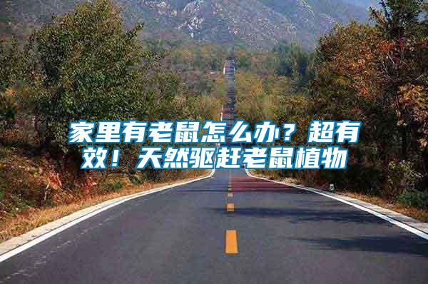 家里有老鼠怎么辦？超有效！天然驅(qū)趕老鼠植物