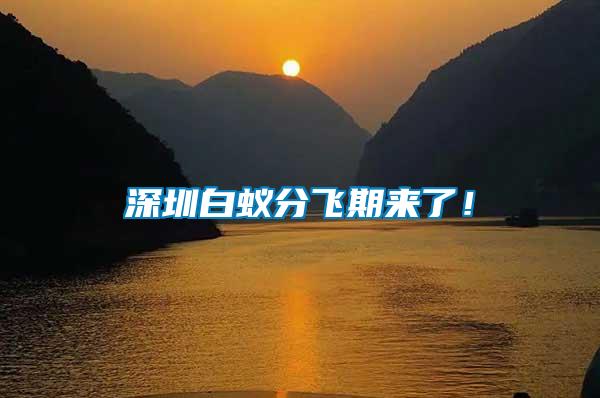 深圳白蟻分飛期來了！