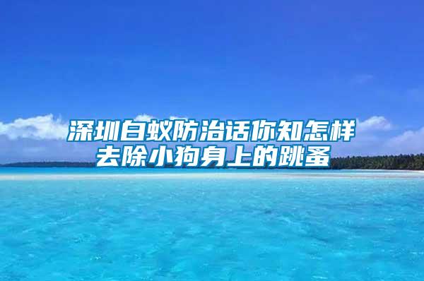 深圳白蟻防治話(huà)你知怎樣去除小狗身上的跳蚤