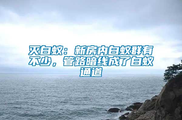 滅白蟻：新房?jī)?nèi)白蟻群有不少，管路暗線成了白蟻通道