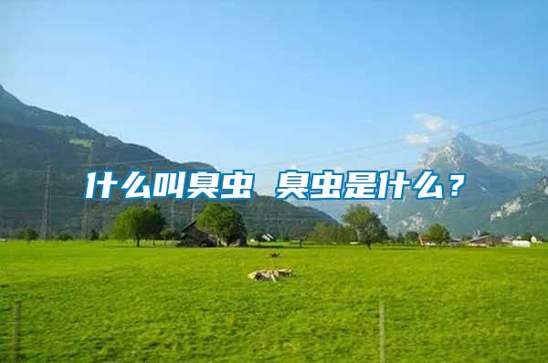 什么叫臭蟲 臭蟲是什么？