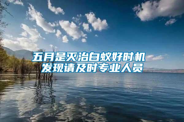 五月是滅治白蟻好時機 發(fā)現請及時專業(yè)人員