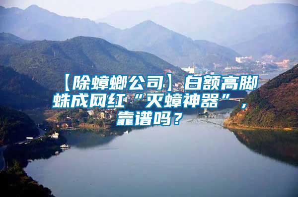 【除蟑螂公司】白額高腳蛛成網(wǎng)紅“滅蟑神器”，靠譜嗎？