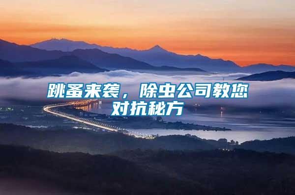 跳蚤來襲，除蟲公司教您對抗秘方