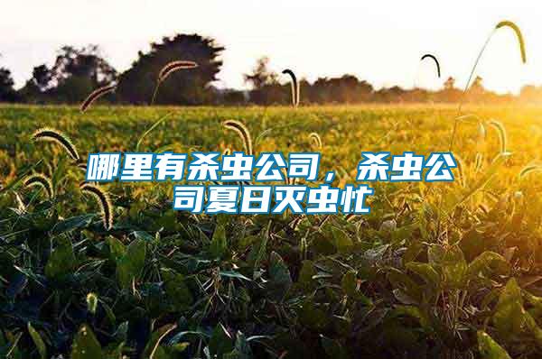 哪里有殺蟲公司，殺蟲公司夏日滅蟲忙