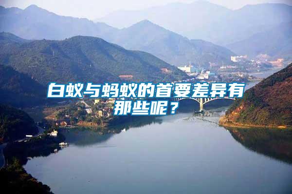 白蟻與螞蟻的首要差異有那些呢？