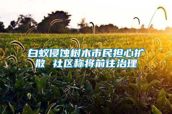 白蟻侵蝕樹(shù)木市民擔(dān)心擴(kuò)散 社區(qū)稱將前往治理