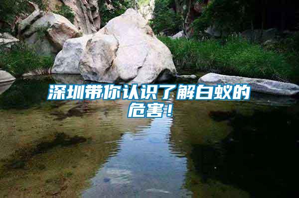 深圳帶你認識了解白蟻的危害！