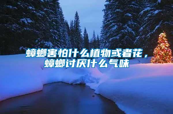 蟑螂害怕什么植物或者花，蟑螂討厭什么氣味