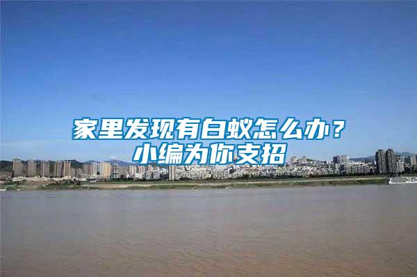 家里發(fā)現(xiàn)有白蟻怎么辦？小編為你支招