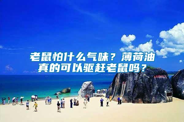 老鼠怕什么氣味？薄荷油真的可以驅趕老鼠嗎？