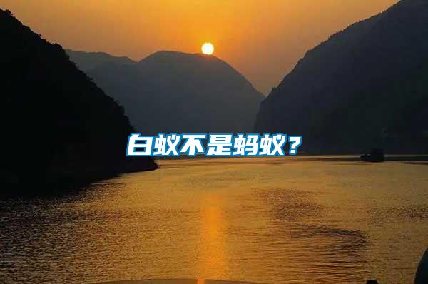 白蟻不是螞蟻？