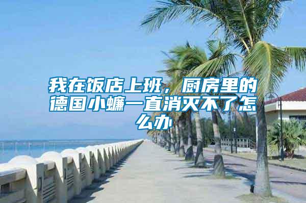 我在飯店上班，廚房里的德國(guó)小蠊一直消滅不了怎么辦