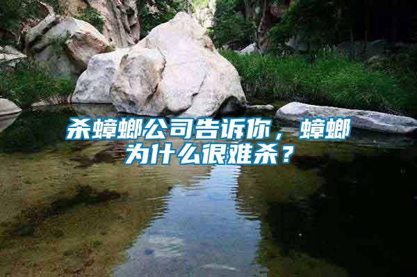 殺蟑螂公司告訴你，蟑螂為什么很難殺？