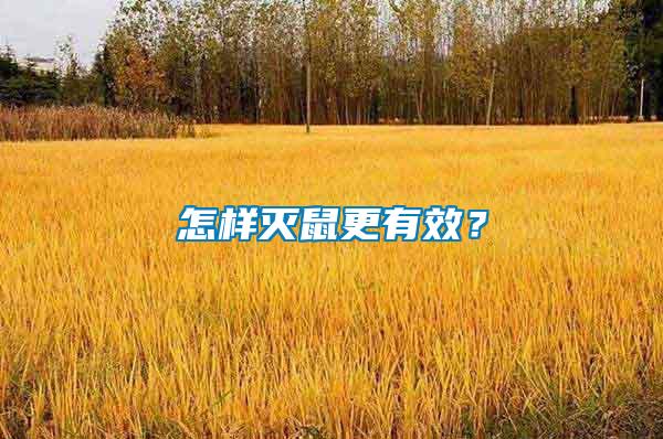 怎樣滅鼠更有效？
