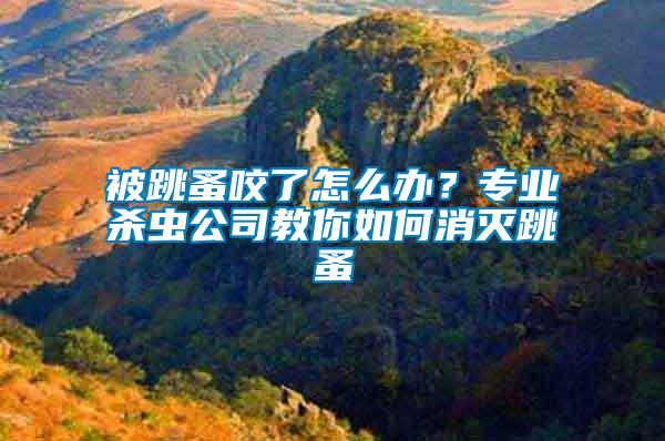 被跳蚤咬了怎么辦？專業(yè)殺蟲公司教你如何消滅跳蚤