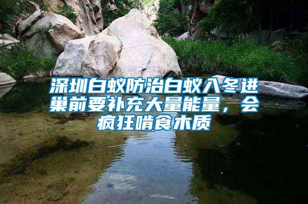深圳白蟻防治白蟻入冬進(jìn)巢前要補充大量能量，會瘋狂啃食木質(zhì)