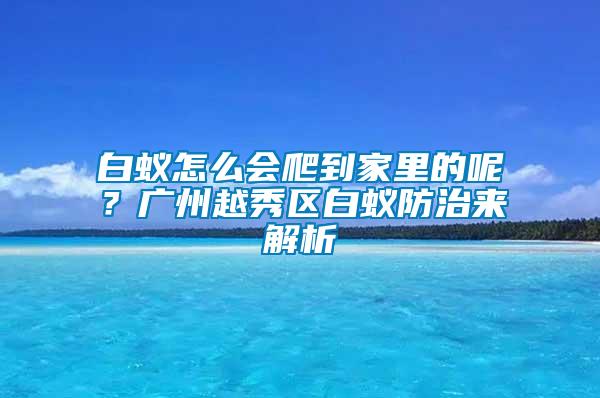 白蟻怎么會(huì)爬到家里的呢？廣州越秀區(qū)白蟻防治來(lái)解析
