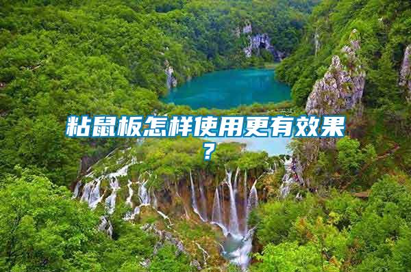 粘鼠板怎樣使用更有效果？
