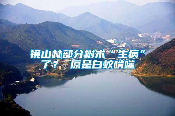 鏡山林部分樹木“生病”了？ 原是白蟻啃噬