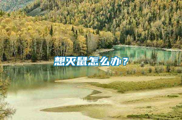 想滅鼠怎么辦？