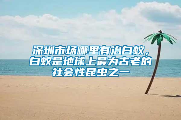 深圳市場哪里有治白蟻，白蟻是地球上最為古老的社會性昆蟲之一