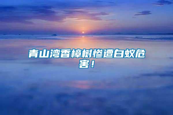 青山灣香樟樹慘遭白蟻危害！