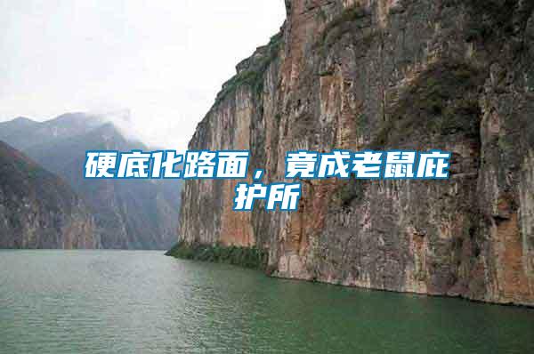 硬底化路面，竟成老鼠庇護所