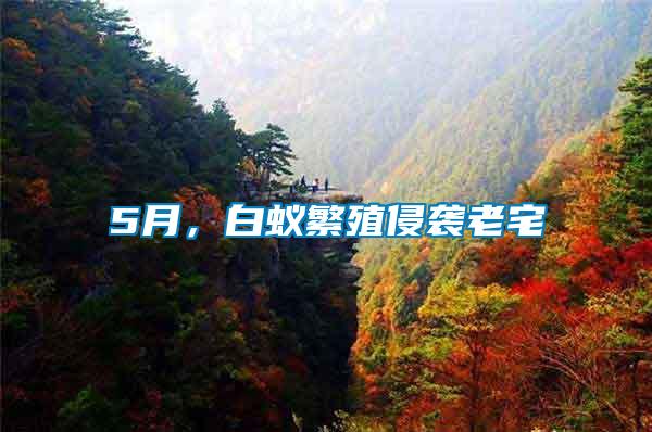 5月，白蟻繁殖侵襲老宅