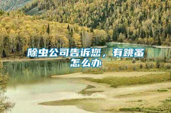 除蟲公司告訴您，有跳蚤怎么辦
