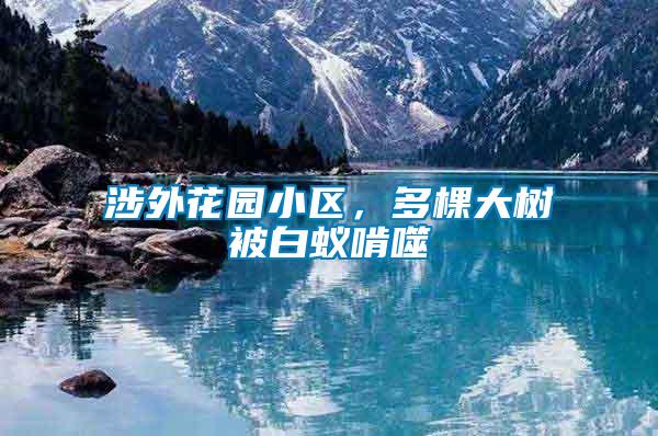 涉外花園小區(qū)，多棵大樹被白蟻啃噬