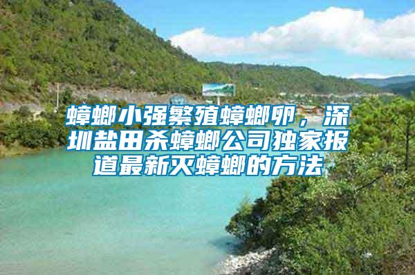 蟑螂小強(qiáng)繁殖蟑螂卵，深圳鹽田殺蟑螂公司獨(dú)家報(bào)道最新滅蟑螂的方法
