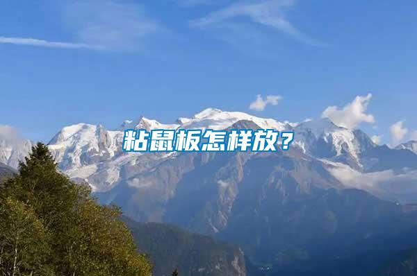 粘鼠板怎樣放？
