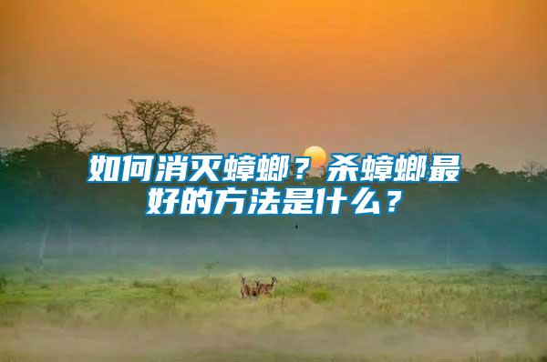 如何消滅蟑螂？殺蟑螂最好的方法是什么？