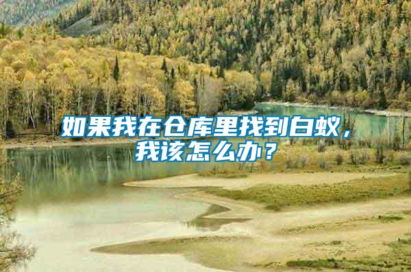 如果我在倉庫里找到白蟻，我該怎么辦？
