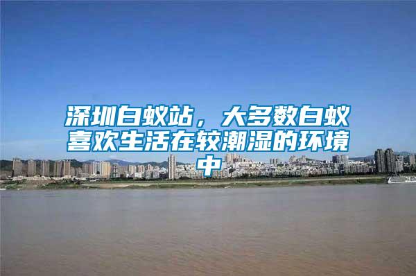 深圳白蟻站，大多數(shù)白蟻喜歡生活在較潮濕的環(huán)境中
