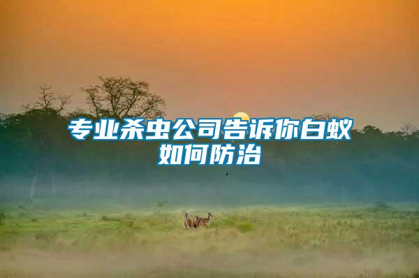 專業(yè)殺蟲(chóng)公司告訴你白蟻如何防治