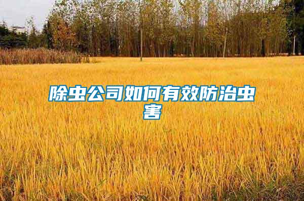 除蟲(chóng)公司如何有效防治蟲(chóng)害
