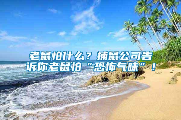 老鼠怕什么？捕鼠公司告訴你老鼠怕“恐怖氣味”！