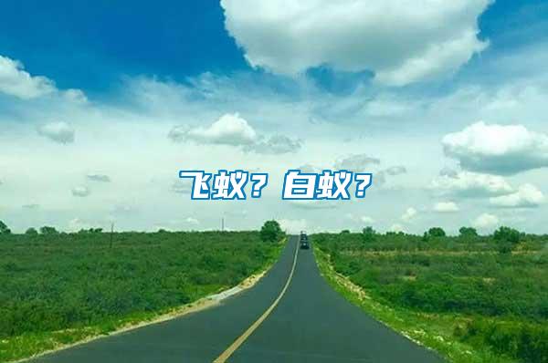 飛蟻？白蟻？