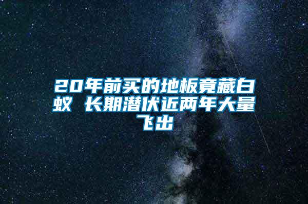 20年前買的地板竟藏白蟻 長(zhǎng)期潛伏近兩年大量飛出