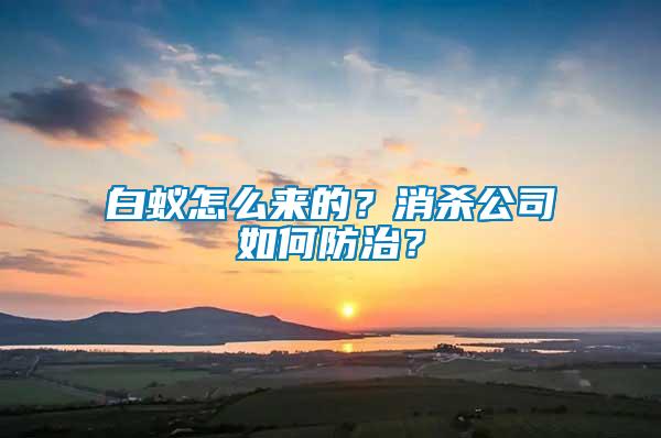 白蟻怎么來的？消殺公司如何防治？
