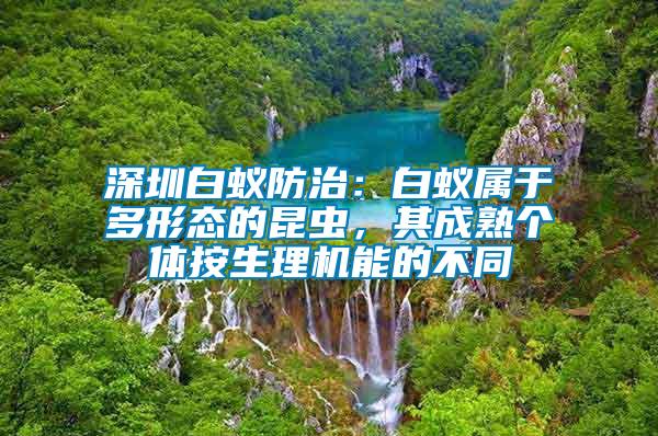 深圳白蟻防治：白蟻屬于多形態(tài)的昆蟲，其成熟個體按生理機能的不同