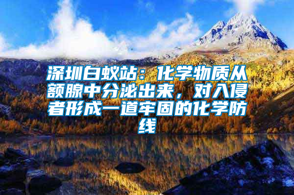 深圳白蟻站：化學(xué)物質(zhì)從額腺中分泌出來，對入侵者形成一道牢固的化學(xué)防線