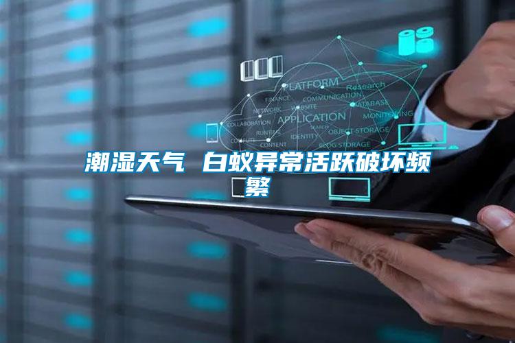 潮濕天氣 白蟻異?；钴S破壞頻繁