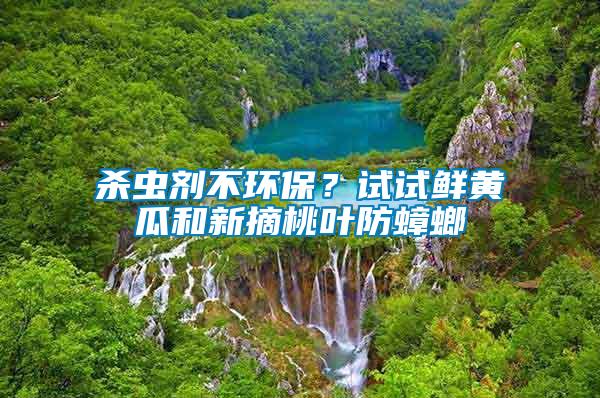 殺蟲(chóng)劑不環(huán)保？試試鮮黃瓜和新摘桃葉防蟑螂