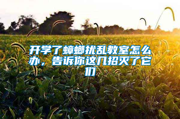 開學(xué)了蟑螂擾亂教室怎么辦，告訴你這幾招滅了它們
