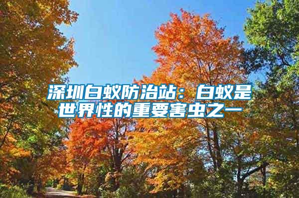 深圳白蟻防治站：白蟻是世界性的重要害蟲(chóng)之一